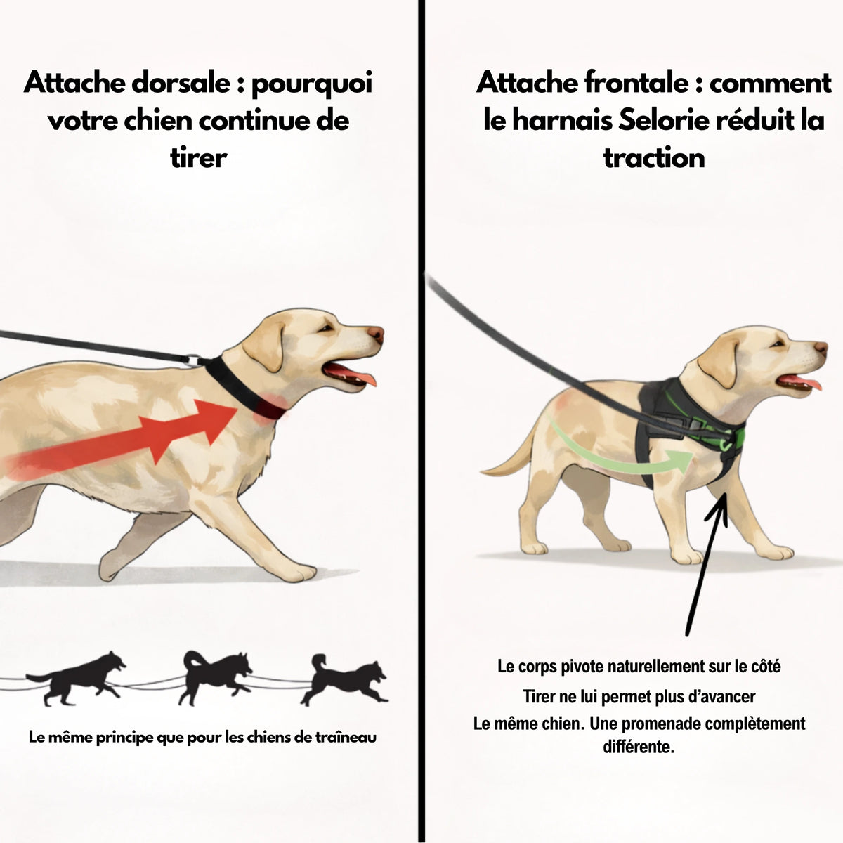 Harnais anti-traction pour chien Selorie